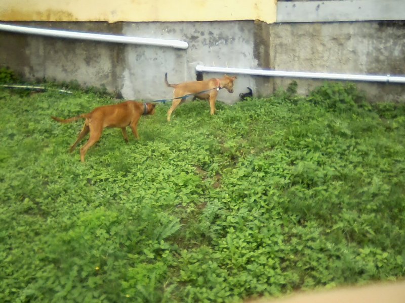 San Ignacio Jan 7 to 10 2015 053.jpg