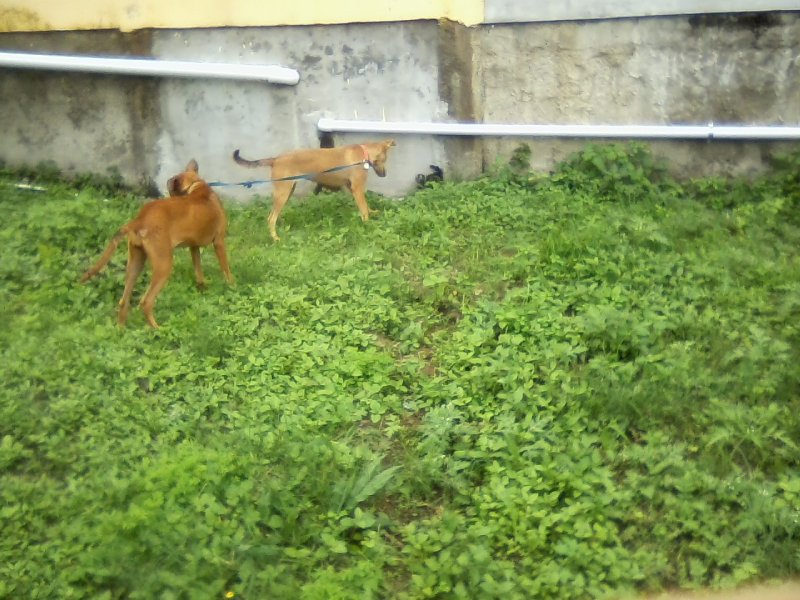 San Ignacio Jan 7 to 10 2015 055.jpg