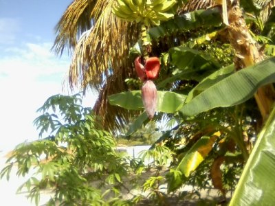 Mosquito Coast, new pup, moringa tree, out n about_ 11.jpg