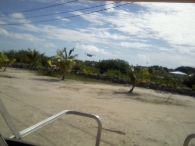 Mosquito Coast, new pup, moringa tree, out n about_ 22.jpg