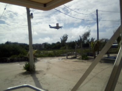 Mosquito Coast, new pup, moringa tree, out n about_ 23.jpg