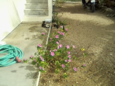 Mosquito Coast, new pup, moringa tree, out n about_ 24.jpg