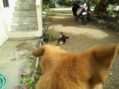 Mosquito Coast, new pup, moringa tree, out n about_ 27.jpg