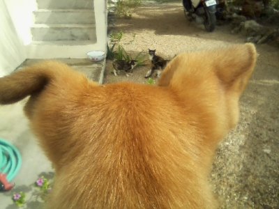 Mosquito Coast, new pup, moringa tree, out n about_ 28.jpg
