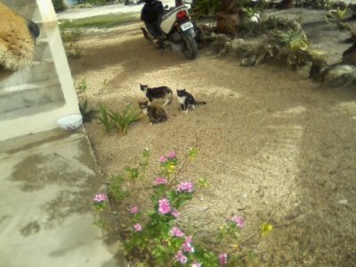 Mosquito Coast, new pup, moringa tree, out n about_ 29.jpg