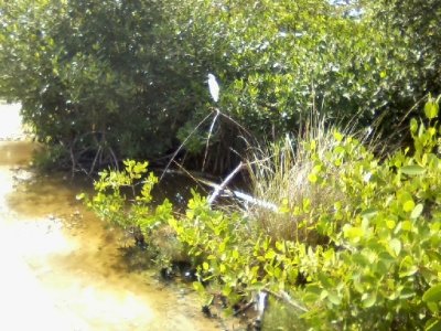 Mosquito Coast, new pup, moringa tree, out n about_ 43.jpg