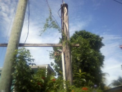 Mosquito Coast, new pup, moringa tree, out n about_ 65.jpg