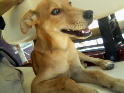 Mosquito Coast, new pup, moringa tree, out n about_ 71.jpg