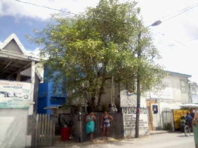 Mosquito Coast, new pup, moringa tree, out n about_ 77.jpg