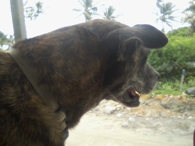 Skippy dog on the cart going to the water taxi.jpg