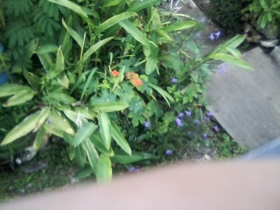 San Ignacio Jan 7 to 10 2015 144.jpg