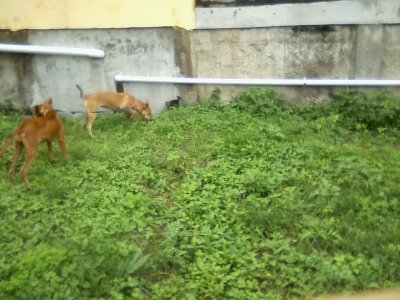 San Ignacio Jan 7 to 10 2015 056.jpg