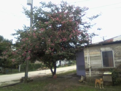 San Ignacio Jan 7 to 10 2015 080.jpg