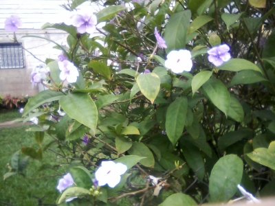 San Ignacio Jan 7 to 10 2015 084.jpg