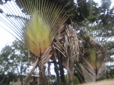 San Ignacio Jan 7 to 10 2015 088.jpg