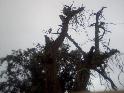 San Ignacio Jan 7 to 10 2015 093.jpg