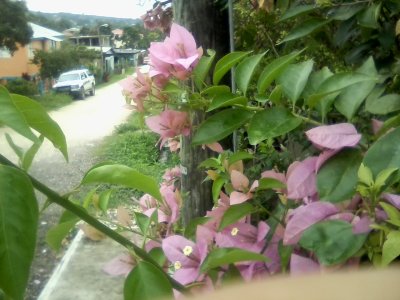 San Ignacio Jan 7 to 10 2015 142.jpg