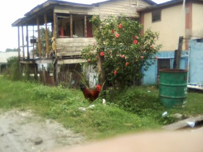 San Ignacio Jan 7 to 10 2015 151.jpg