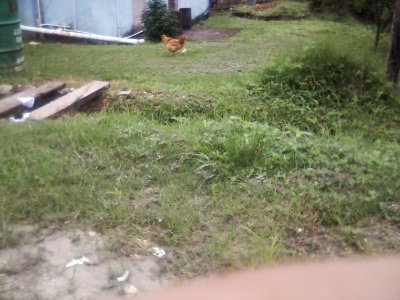 San Ignacio Jan 7 to 10 2015 153.jpg