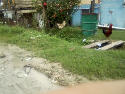 San Ignacio Jan 7 to 10 2015 154.jpg