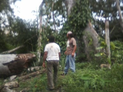 checkin out a felled cotton wood.jpg