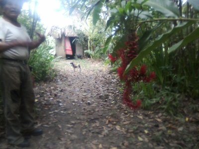 Around Cayo and Tree Hunting jan 2015 58.jpg