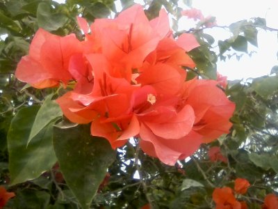 bouganvilea cluster cayo 2015.jpg