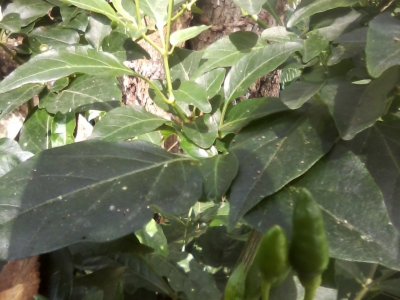 green bud peppers deadly hot.jpg