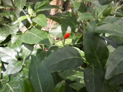 red bud pepper.jpg
