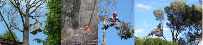 Tree Pruning Perth - A Cut Above Tree Service
