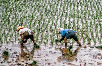 Planting rice seedlings by hand