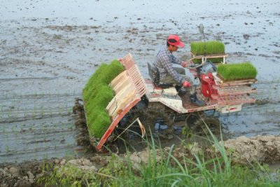 Mechanical rice planters are used now for rice planting (this is a borrowed photo)