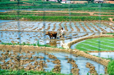 Preparing paddy for rice planting