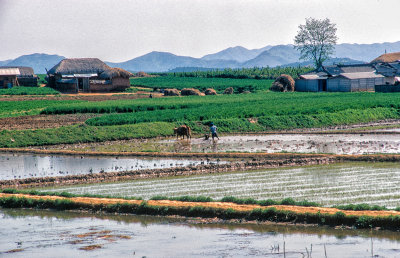 Preparing paddy for rice planting