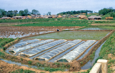 Growing rice seedlings prior to planting