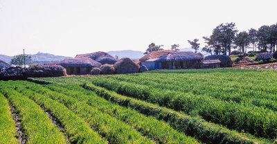 Rice growing