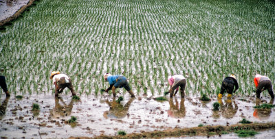 Planting rice seedlings by hand