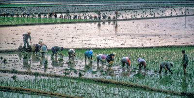 Planting rice seedlings by hand