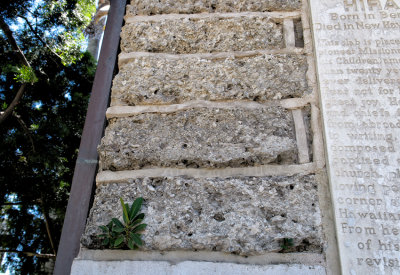 Coral Building Blocks