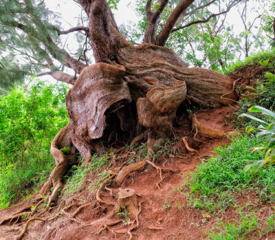 Interesting trunk and root formation at Pali Lookout