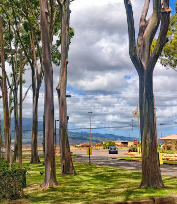 Dole Plantation Rainbow Eucalyptus Trees