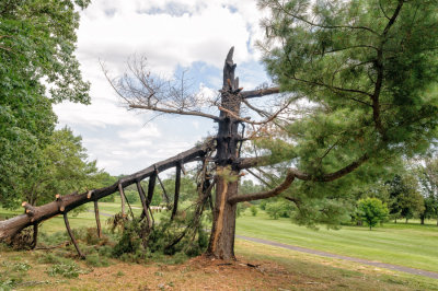 Tree struck by lightening on golf course