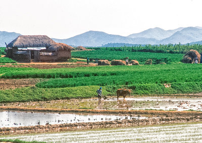 Rice Growing Farm