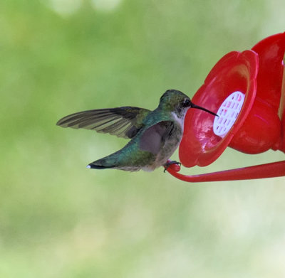 Ruby Throated Hummingbird - female