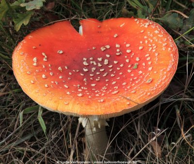 Paddestoelen Turnhouts vennengebied