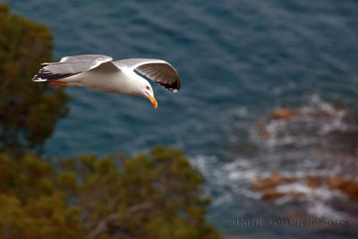 en_vol_birds_in_flight