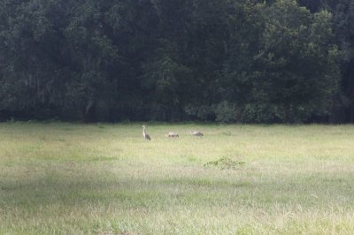 Sandhill Cranes