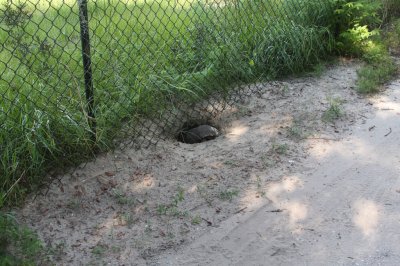 Florida Gopher Tortoise