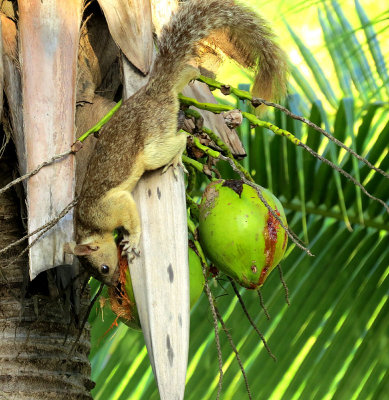 Faune et Flore du Panama