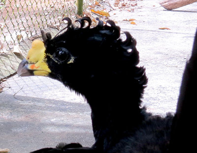 Faune et Flore du Panama